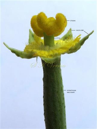  Female Flower